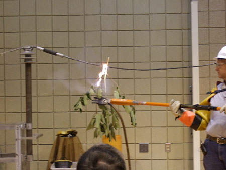 A 7.9 KV Line igniting a Green Tree Limb