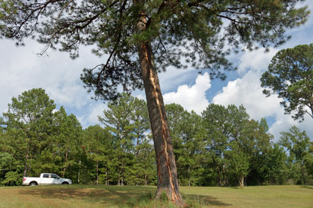 Missing Tree Bark depicting the Path of Lightning Current